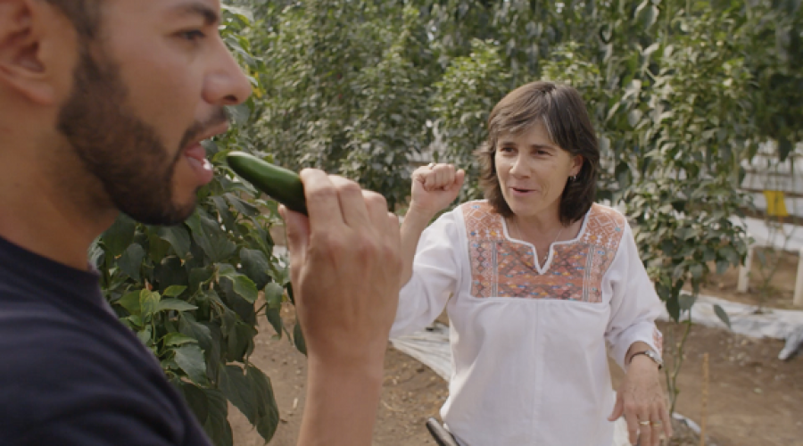 Tasting chilies